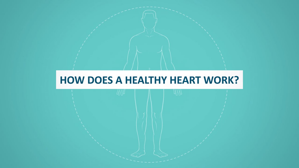 Abbott MitraClip - 1 How the heart works_NL